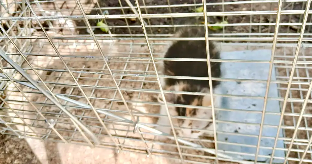 Kitten Loesje in een vangkooi
