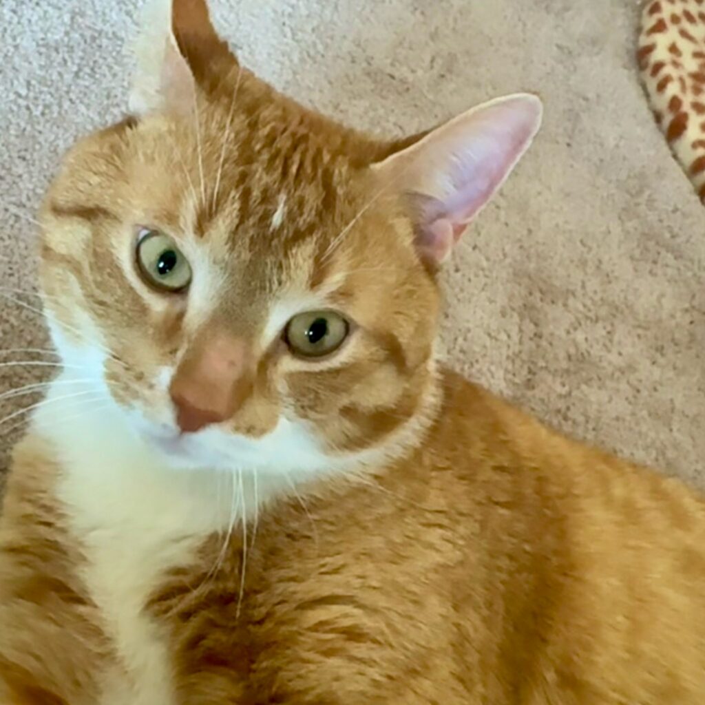 Kat Whisky