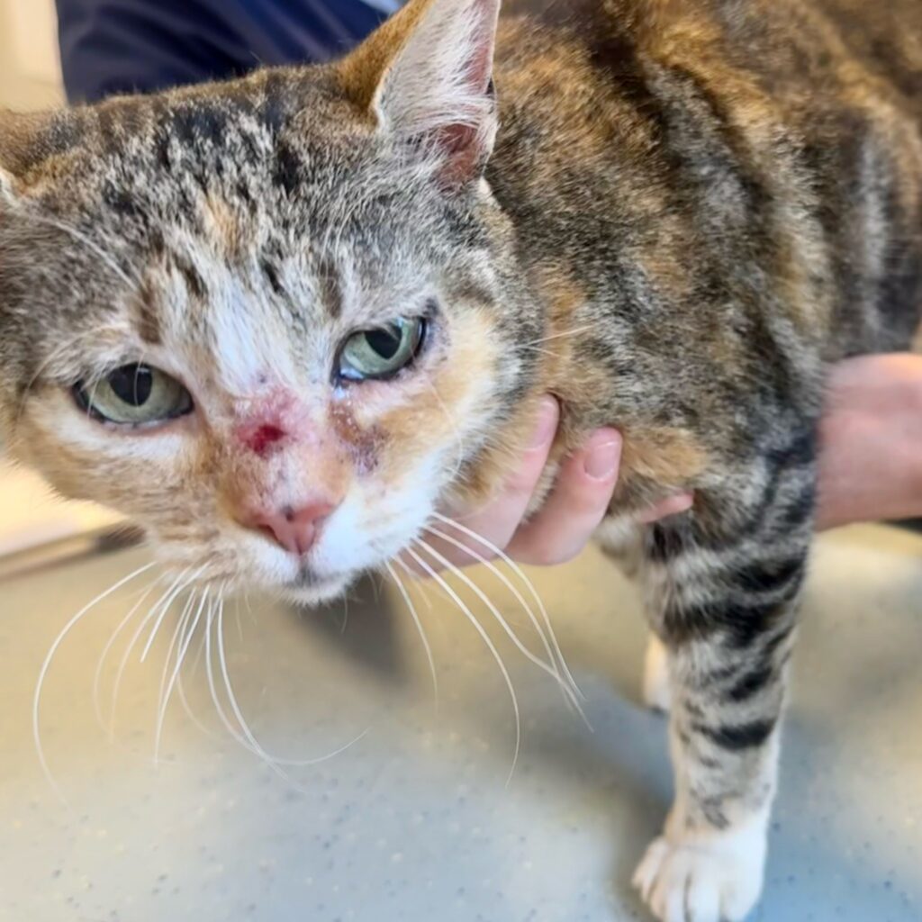 Checkup bij de dierenarts