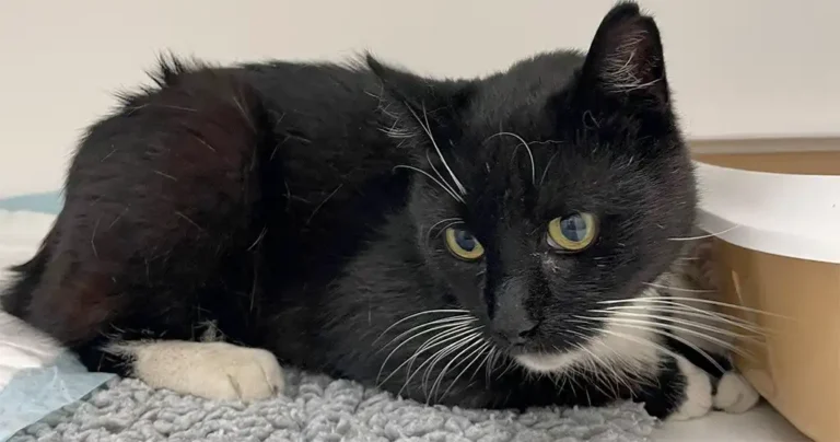 Zwerfkat gered in de Waterstraat
