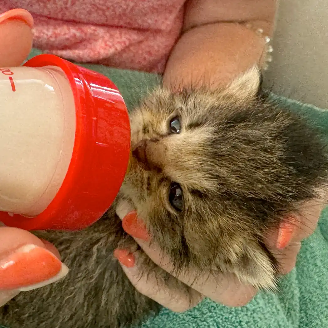 Papfles mama geeft kitten voeding